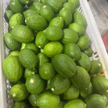 广东香水柠檬