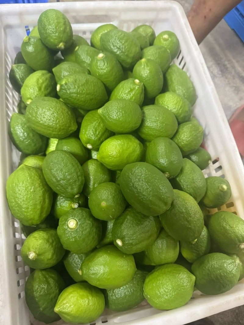广东香水柠檬