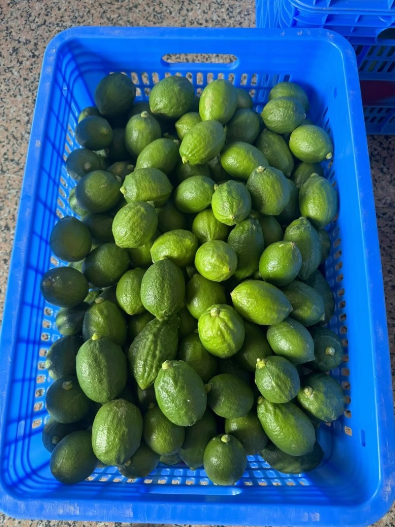 广东香水柠檬