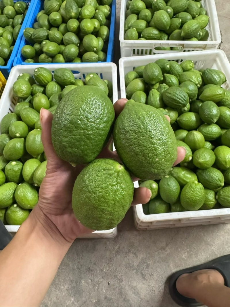 广东香水柠檬