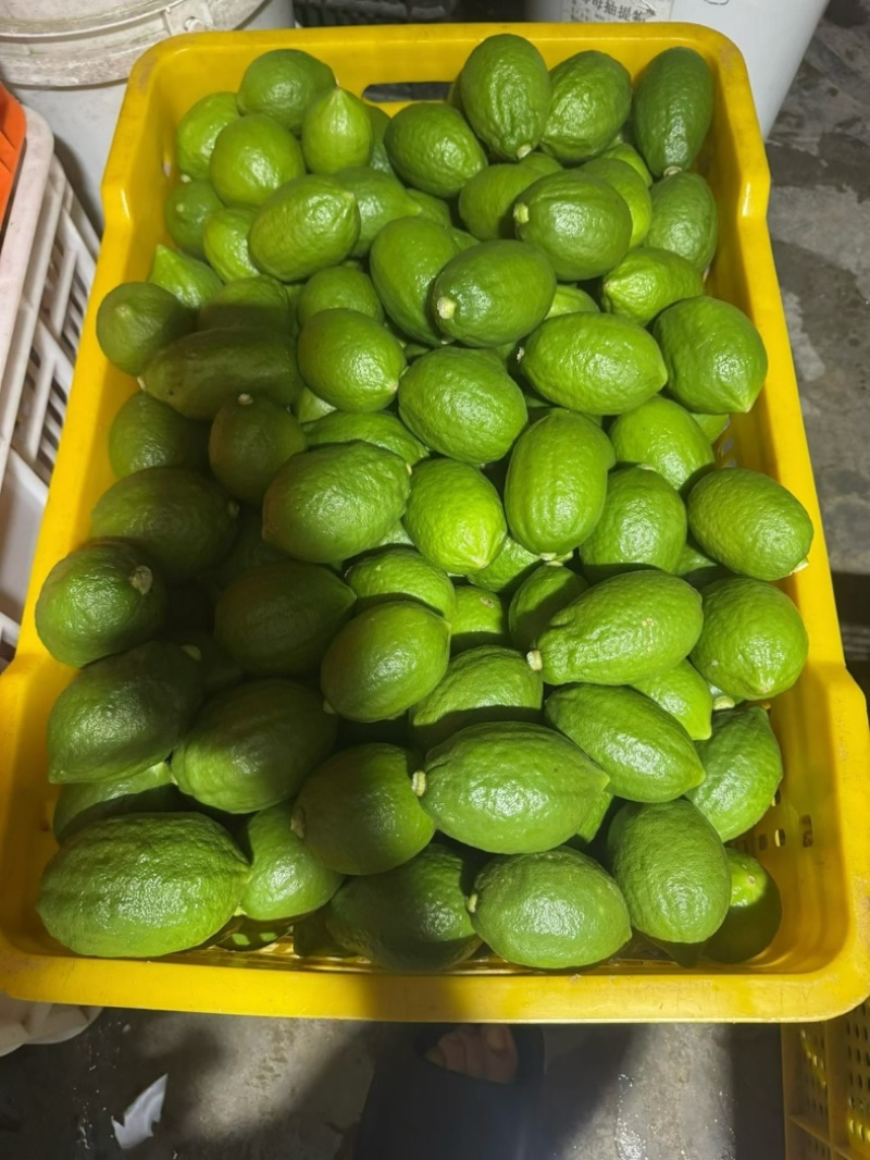 广东香水柠檬