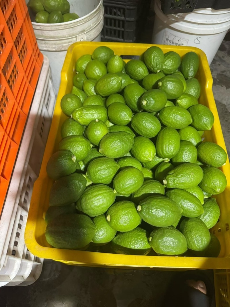 广东香水柠檬