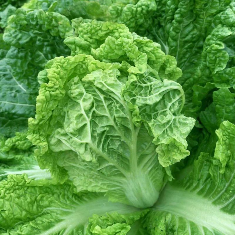 皱叶毛白菜种子结球包心早熟耐寒抗病秋冬蔬菜种子南北方秋季