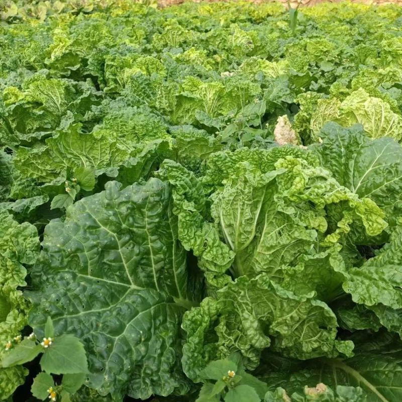 皱叶毛白菜种子结球包心早熟耐寒抗病秋冬蔬菜种子南北方秋季
