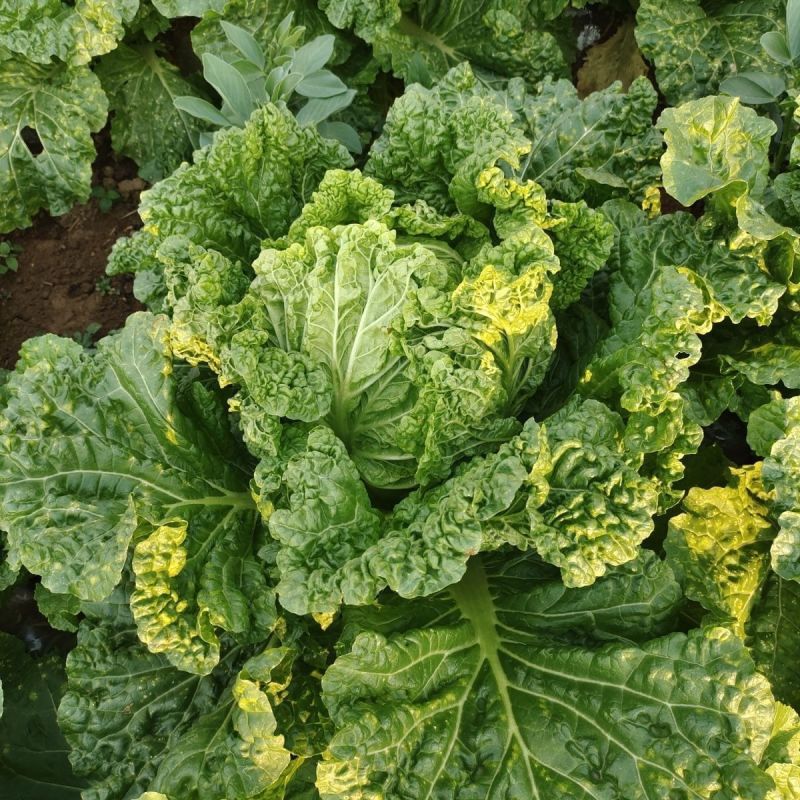 皱叶毛白菜种子结球包心早熟耐寒抗病秋冬蔬菜种子南北方秋季