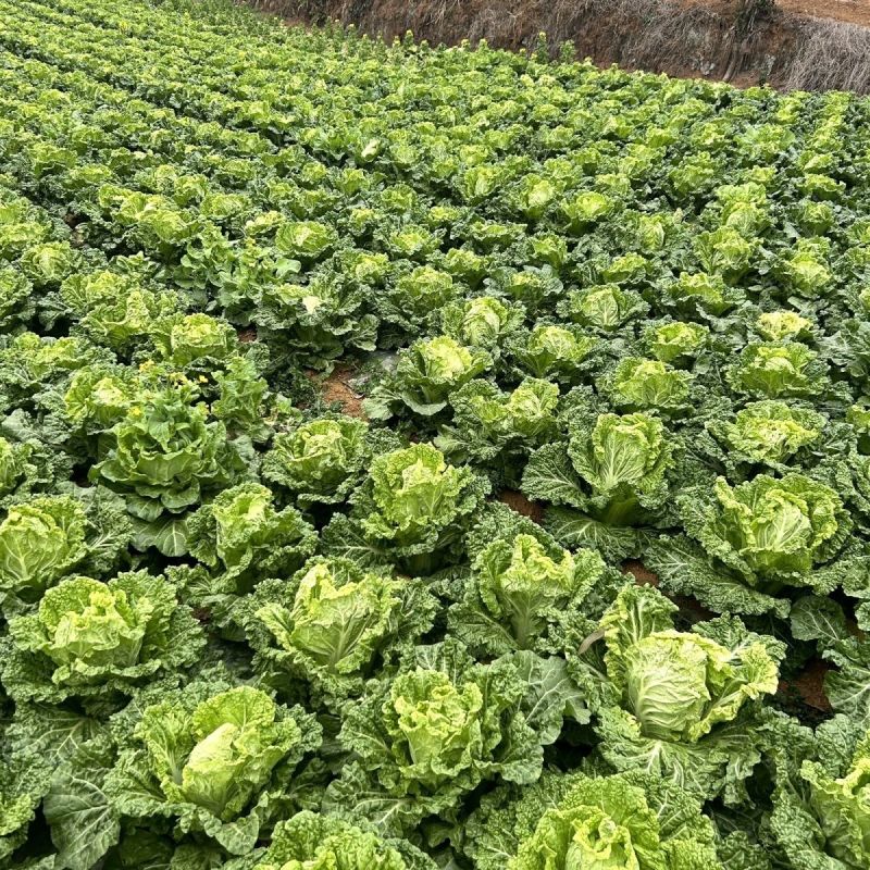 皱叶毛白菜种子结球包心早熟耐寒抗病秋冬蔬菜种子南北方秋季