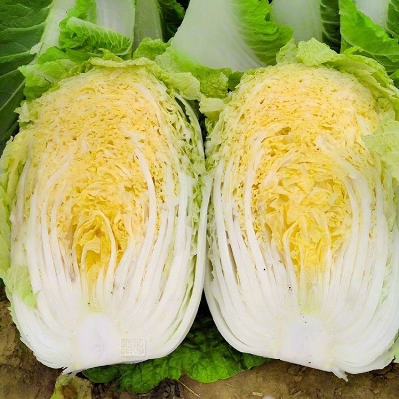 金凤凰黄心大白菜种子高产抗病早熟黄芯杂交白菜种籽结球紧