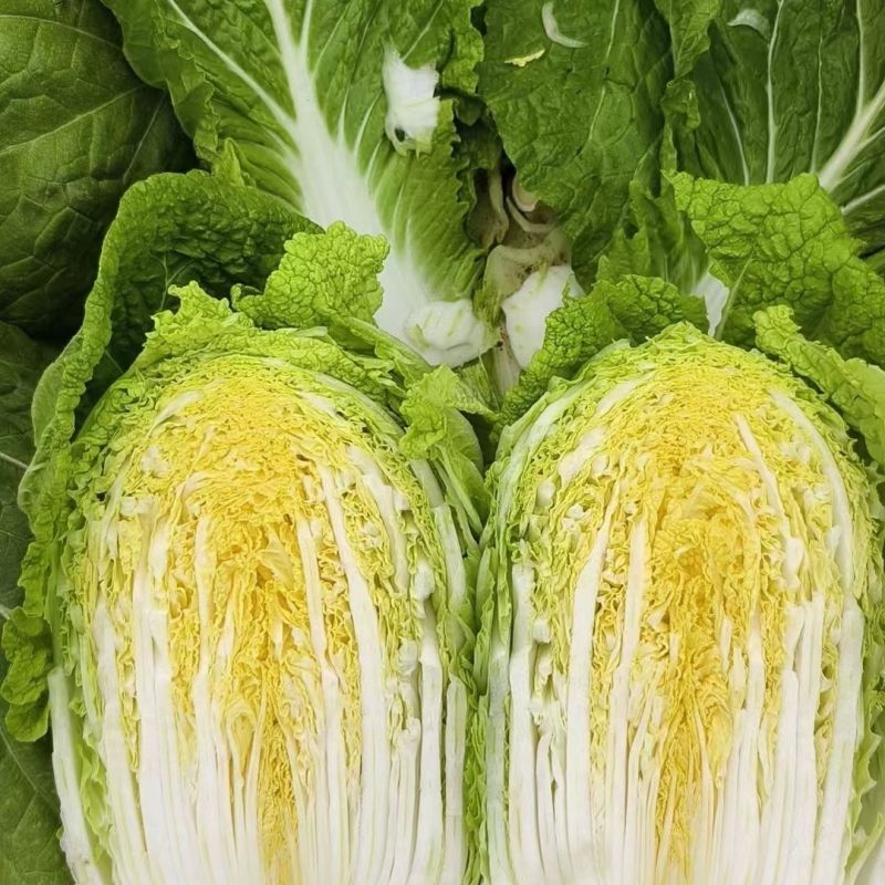 金凤凰黄心大白菜种子高产抗病早熟黄芯杂交白菜种籽结球紧