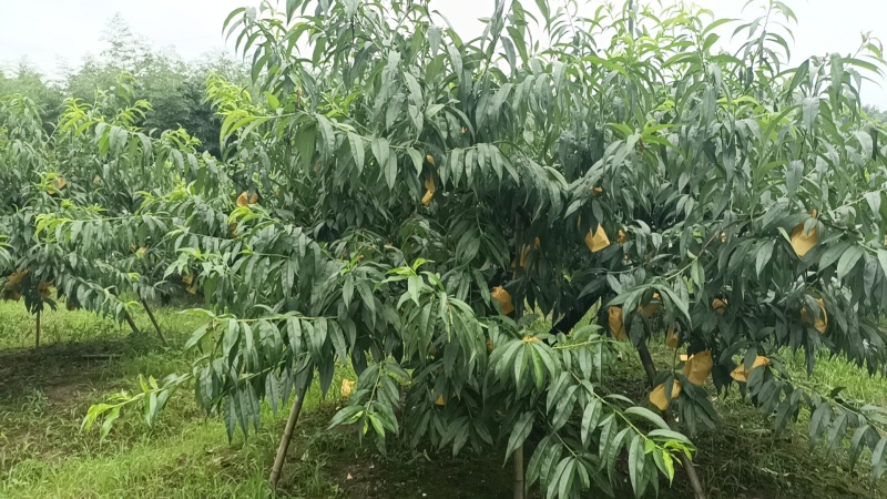 奉化水蜜桃自家自产自销，可发快递可自取宁波量大可送上门