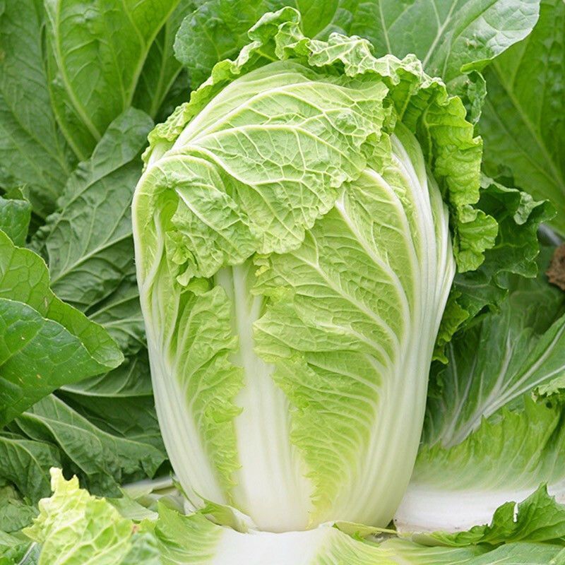 金玲黄黄心白菜种子口感好绿叶黄芯早熟高产商品性佳