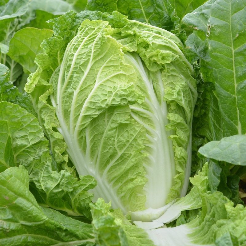 金玲黄黄心白菜种子口感好绿叶黄芯早熟高产商品性佳