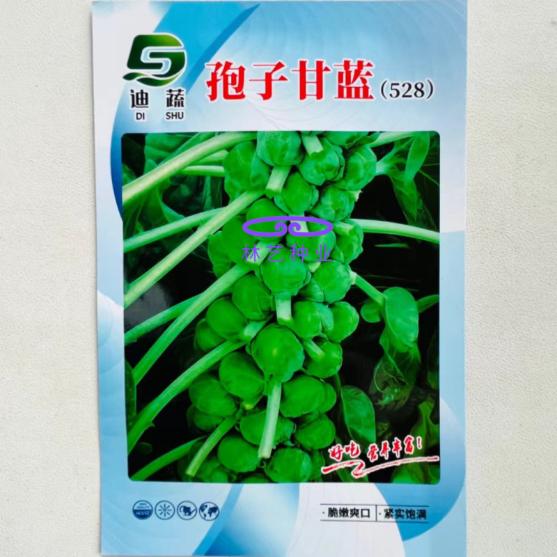 迪蔬528孢子甘蓝种子好吃营养丰富脆嫩紧实易种蔬菜种