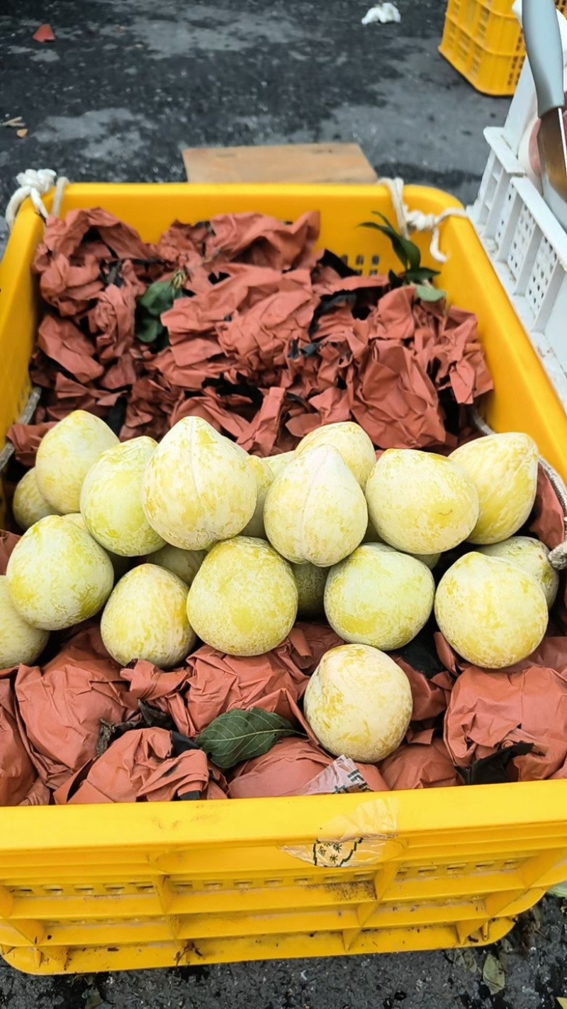 黄金奈李和翡翠奈李