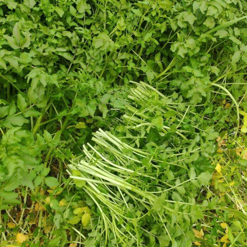 西洋菜种子风味清新营养丰富抗性优良潮湿环境生长稳定