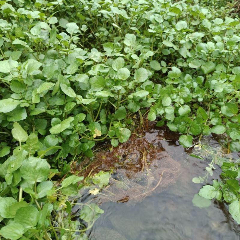 西洋菜种子风味清新营养丰富抗性优良潮湿环境生长稳定