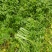 西洋菜种子风味清新营养丰富抗性优良潮湿环境生长稳定