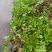 西洋菜种子风味清新营养丰富抗性优良潮湿环境生长稳定