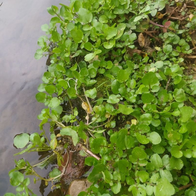 西洋菜种子风味清新营养丰富抗性优良潮湿环境生长稳定