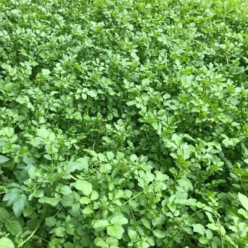 西洋菜种子风味清新营养丰富抗性优良潮湿环境生长稳定