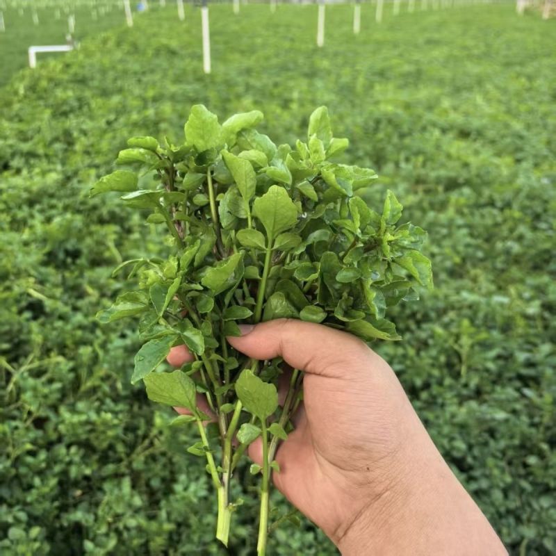 西洋菜种子风味清新营养丰富抗性优良潮湿环境生长稳定