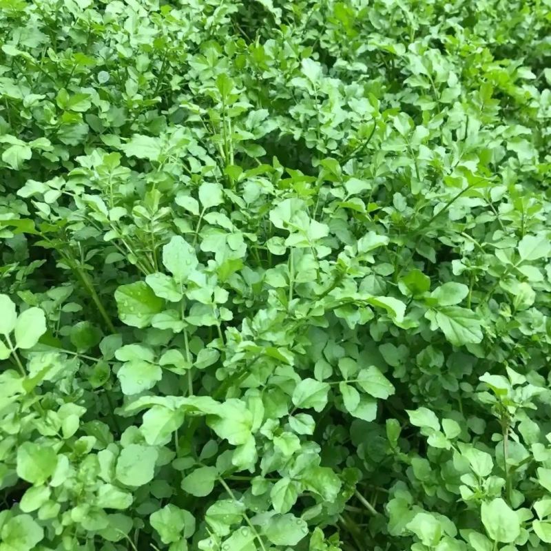 西洋菜种子风味清新营养丰富抗性优良潮湿环境生长稳定