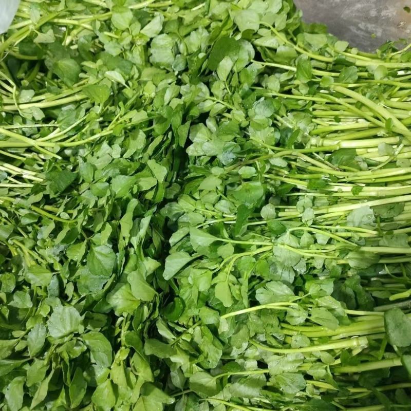 西洋菜种子风味清新营养丰富抗性优良潮湿环境生长稳定