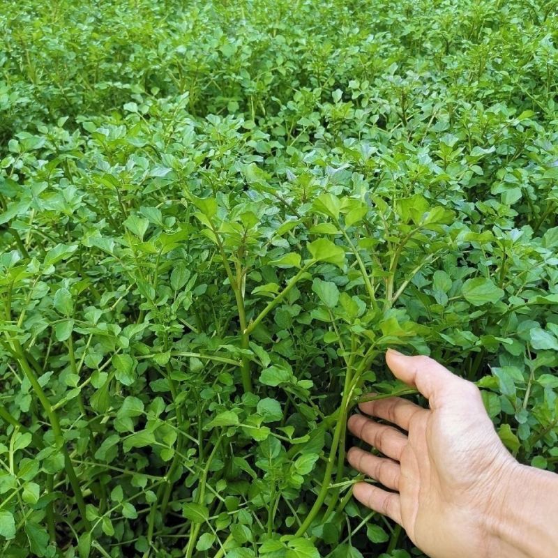 西洋菜种子风味清新营养丰富抗性优良潮湿环境生长稳定