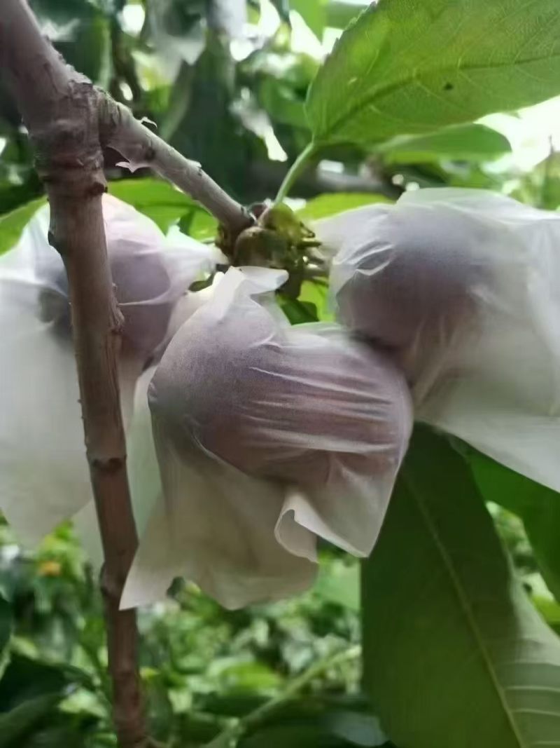 天水大樱桃