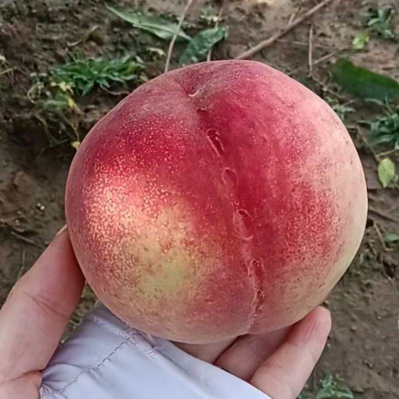 红不软桃大量上市，口感脆甜，色泽鲜艳，价格实惠，欢迎选购