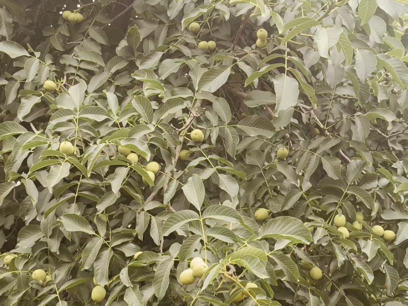 青皮核桃-青香核桃，，青皮核桃大量出售中