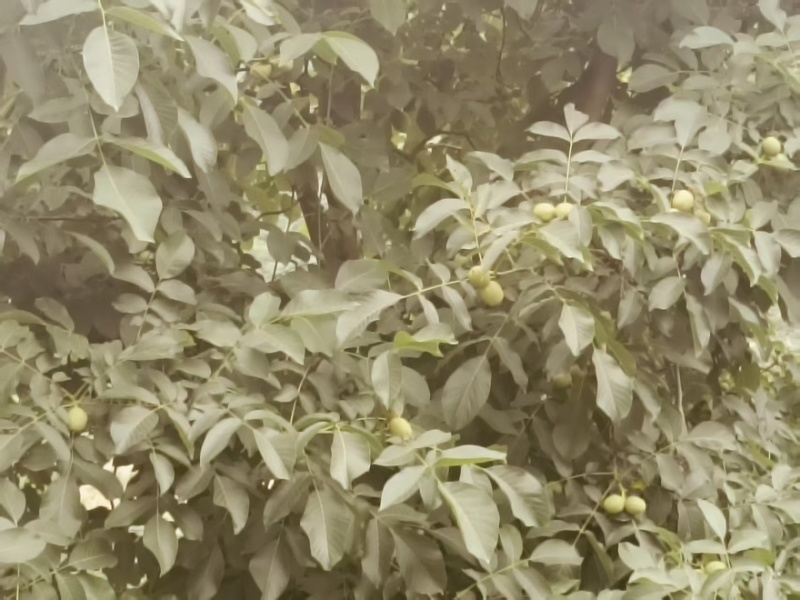 青皮核桃-青香核桃，，青皮核桃大量出售中