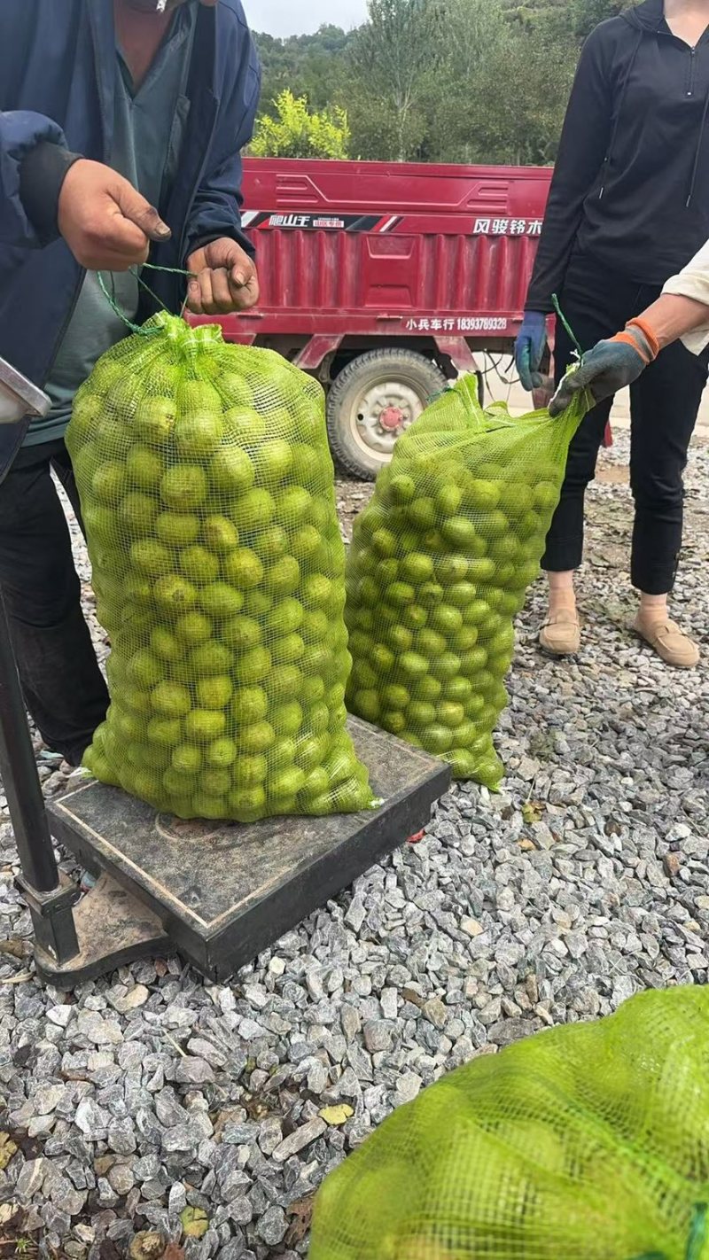 青皮核桃-青香核桃，，青皮核桃大量出售中