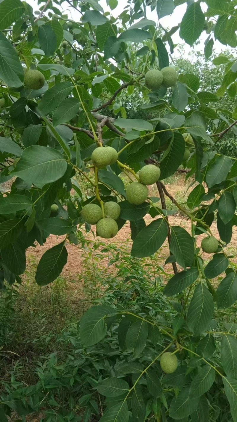青皮核桃--青香核桃，青皮核桃大量出售中