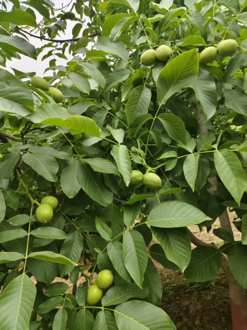 青皮核桃--青香核桃，青皮核桃大量出售中