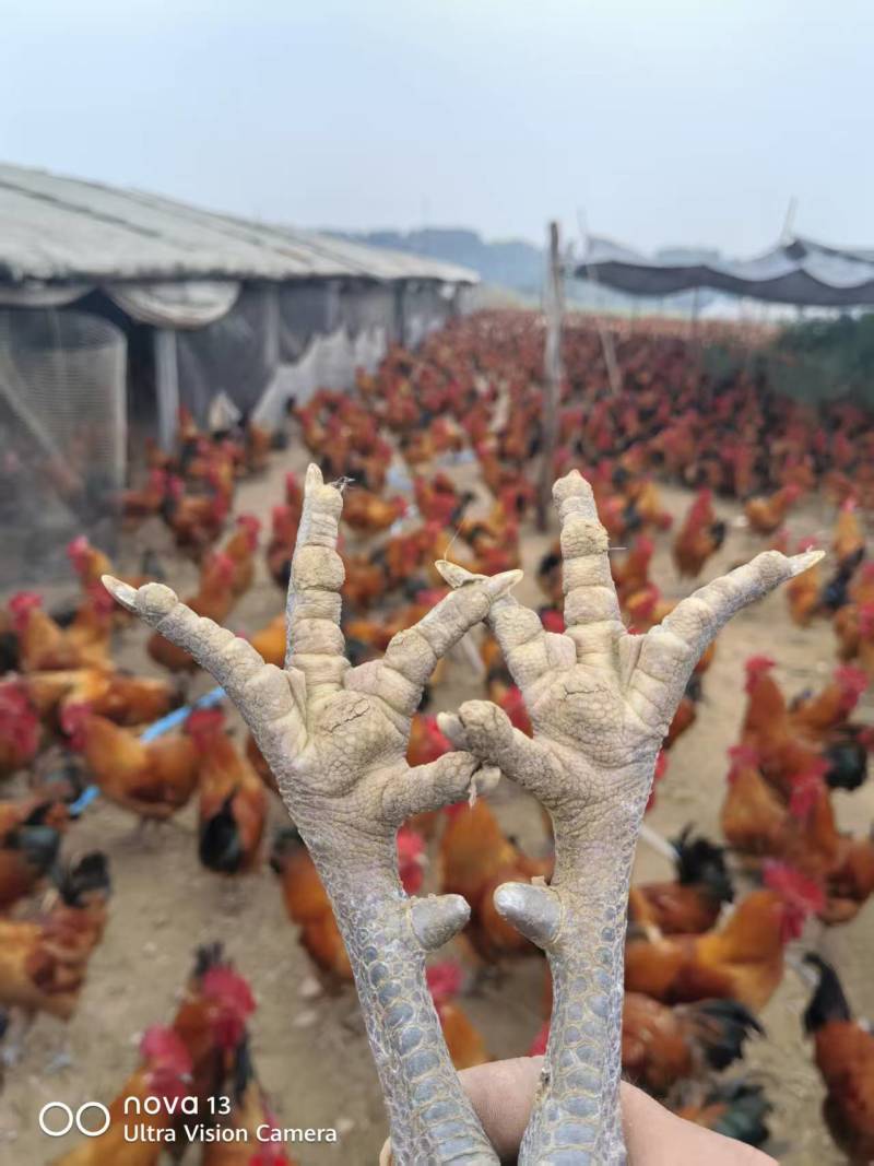 淮南王土鸡