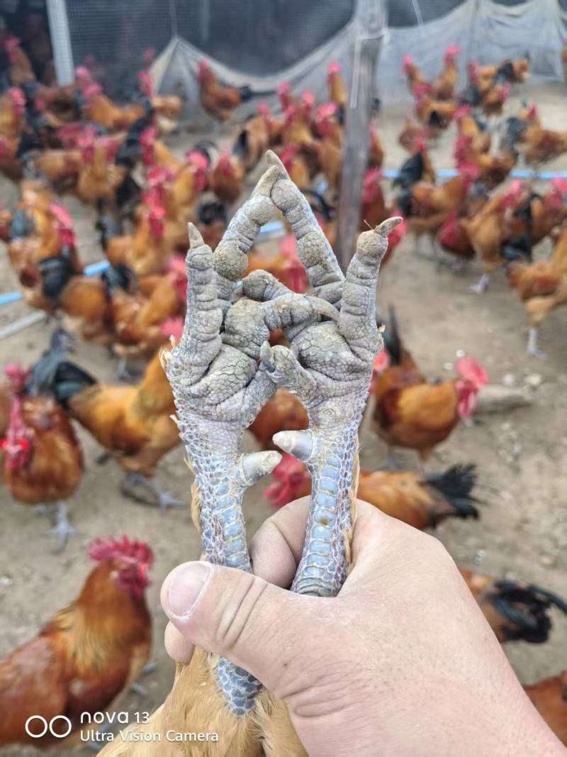 淮南王土鸡