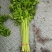 精品宁夏小香芹