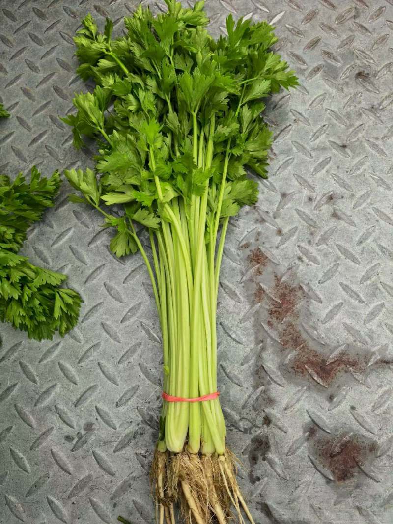 精品宁夏小香芹