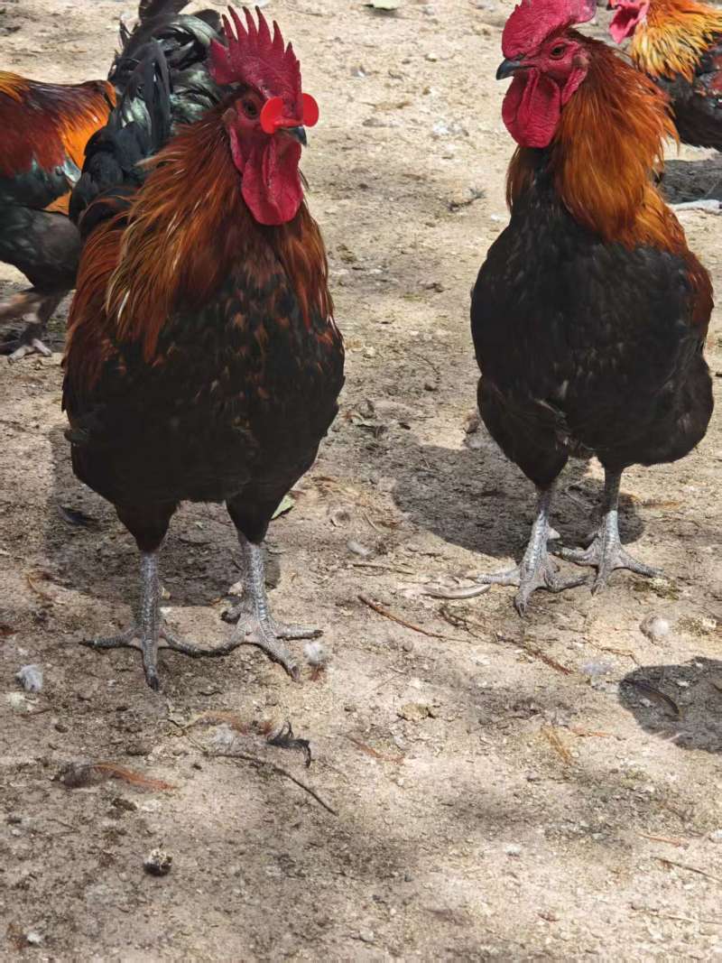 精品瑶鸡