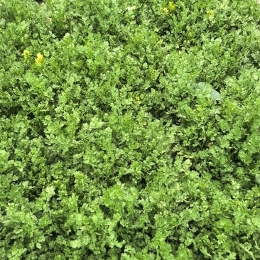 铁杆精品香菜