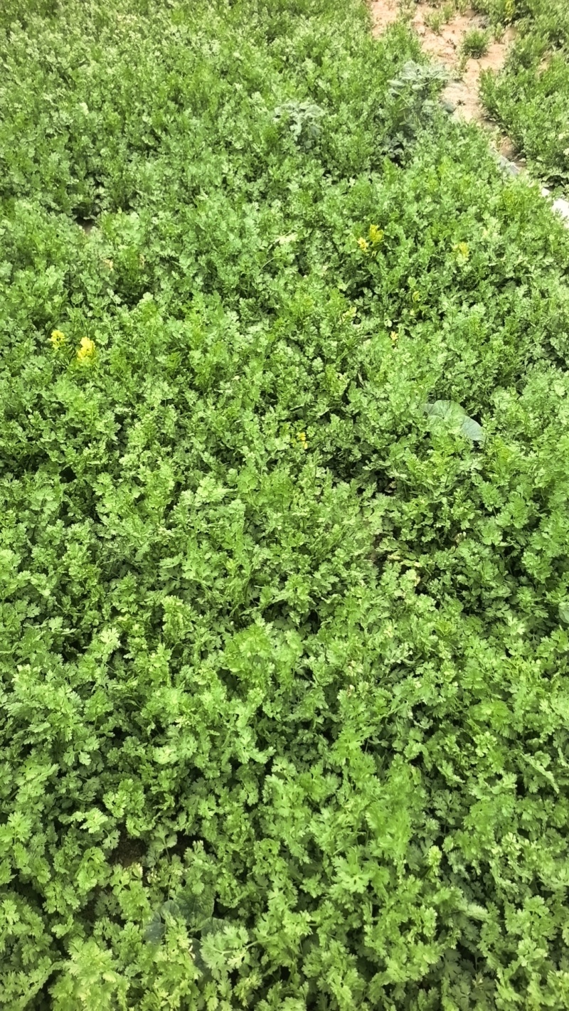 铁杆精品香菜