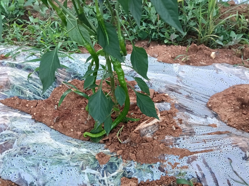线椒