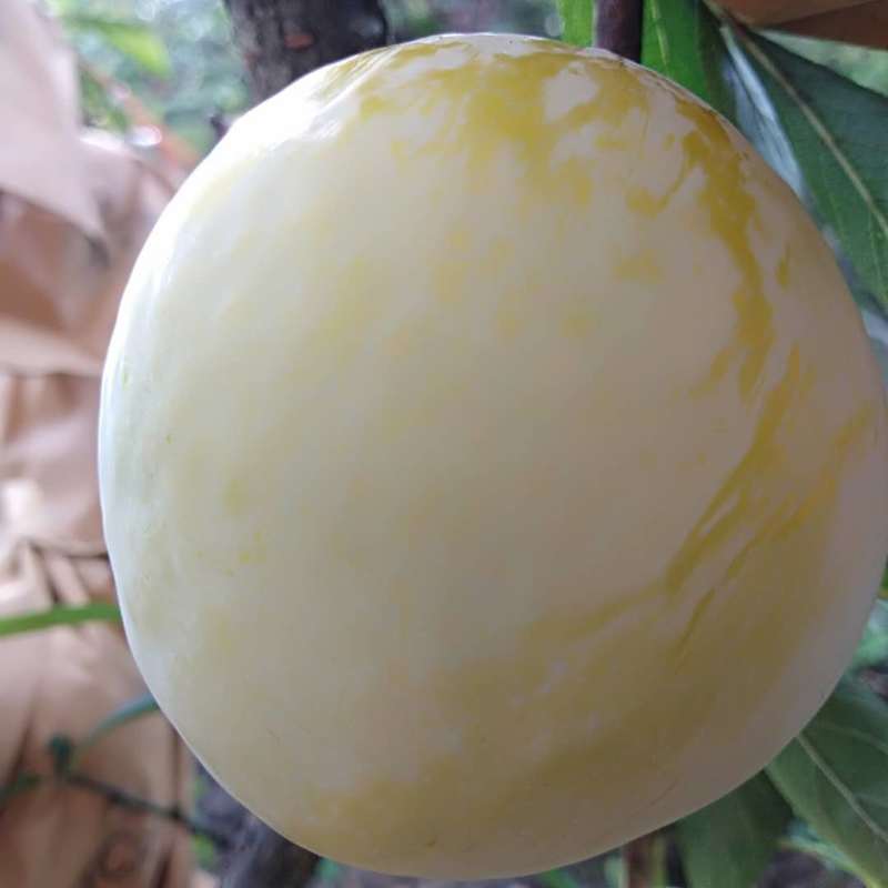 黄金奈李