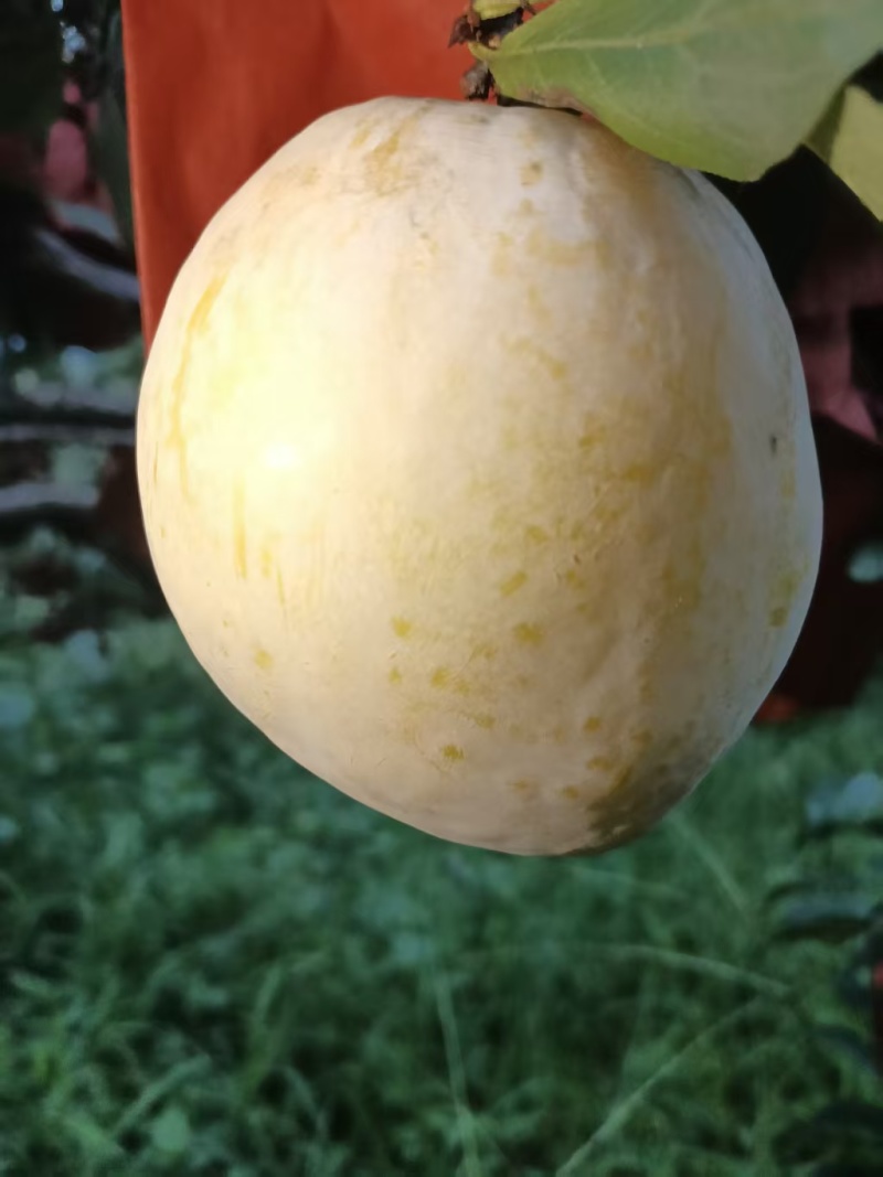 黄金奈李
