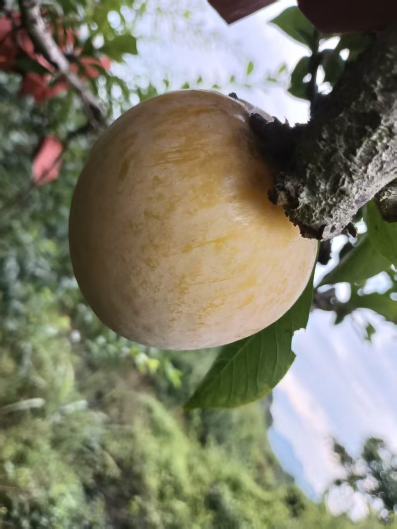 黄金奈李