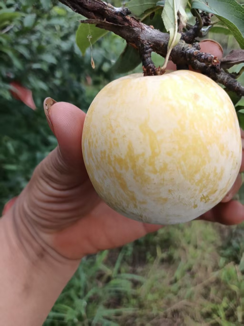 黄金奈李