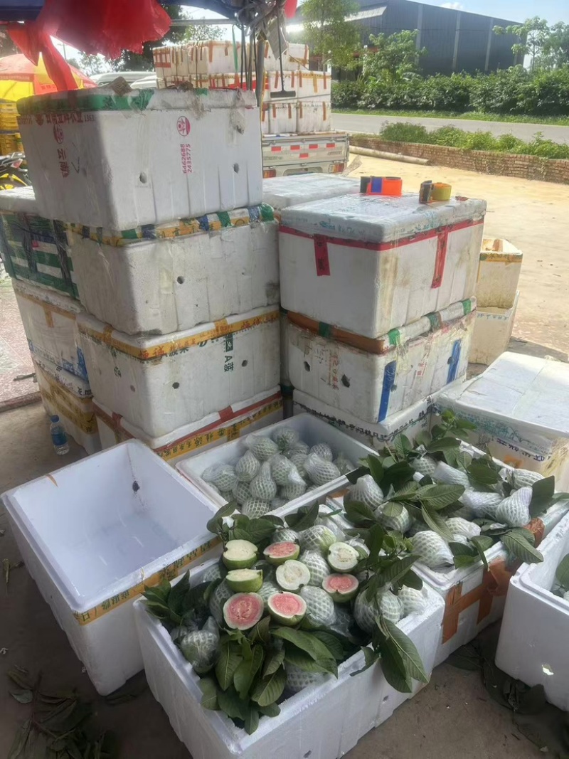 芭乐番石榴红心白心芭乐石榴整车代发可开票