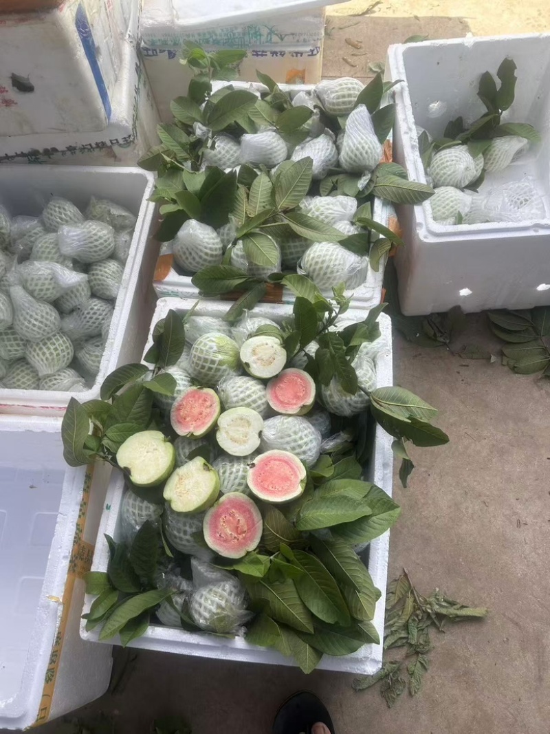 芭乐番石榴红心白心芭乐石榴整车代发可开票