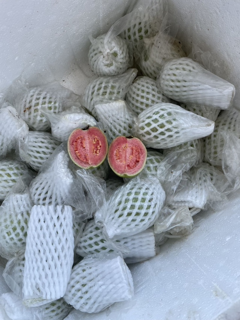 芭乐番石榴红心白心芭乐石榴整车代发可开票