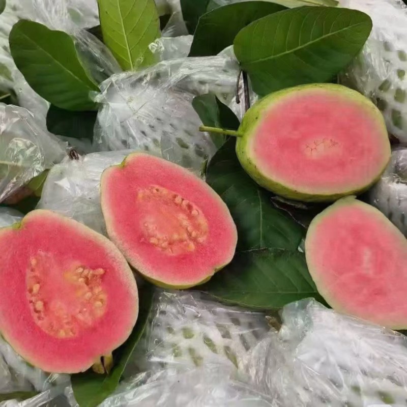 芭乐番石榴红心白心芭乐石榴整车代发可开票
